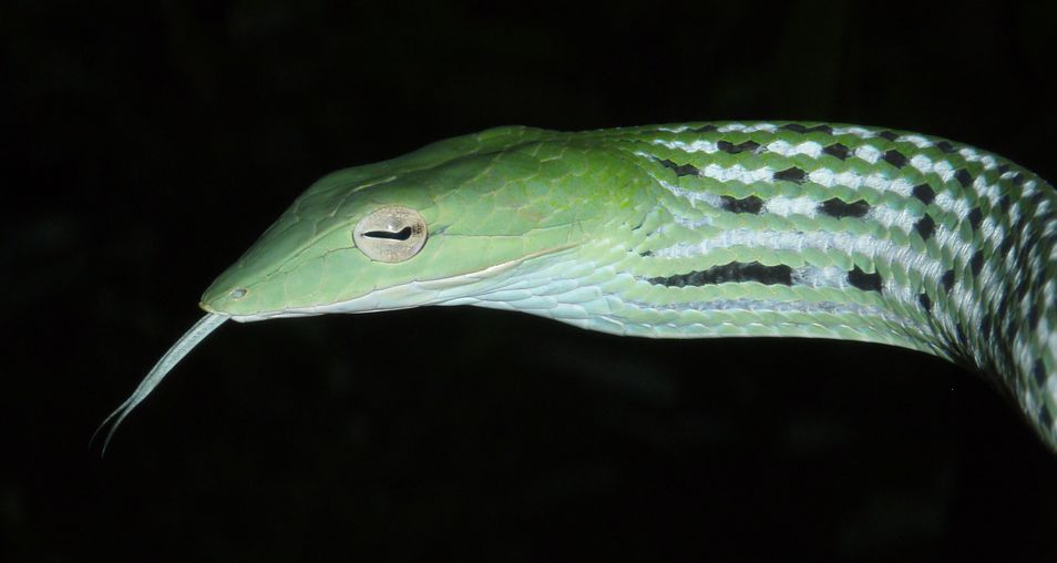 Cryptelytrops purpureomaculatus